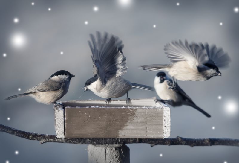 Seasonal Bird Activity