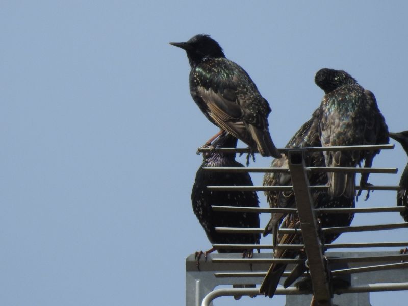 Bird Removal Equipment