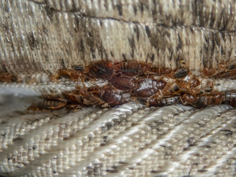 Bed Bug Nymphs