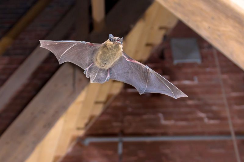 Health Risks Linked To Birds And Bats In Commercial Properties