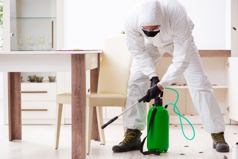 Moth Extermination in Katy, TX