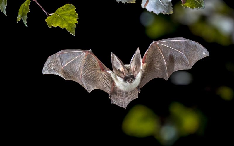 Signs Your Property Needs Bird Or Bat Pest Control Services