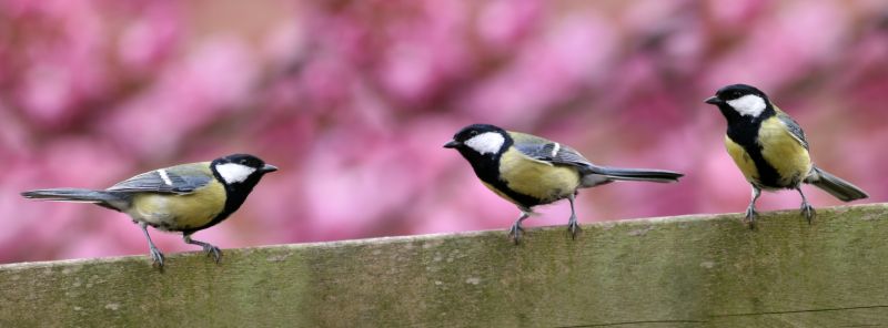 Year-Round Bird Management