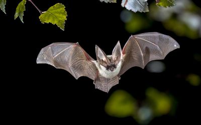 Why Professional Bird And Bat Pest Control Is Necessary